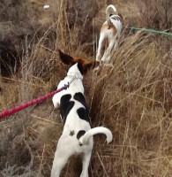/album/trackingdogs/f-n-track-together-3-342x350-2-jpg/